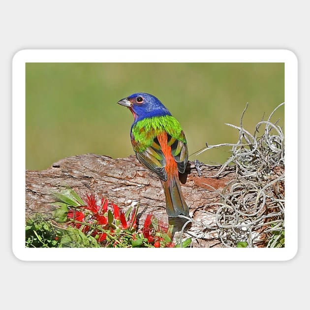 Painted Bunting Bird Photograph Notecard Sticker by candiscamera